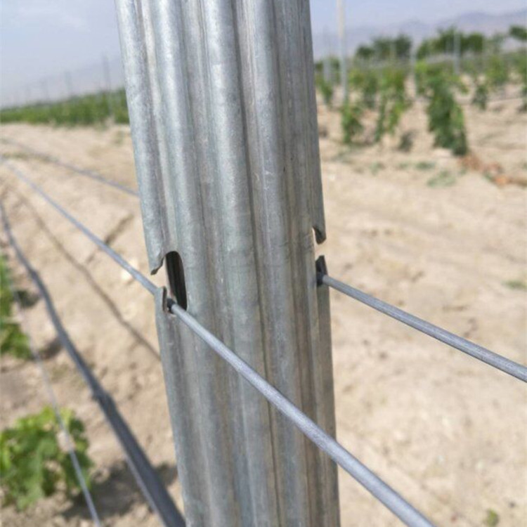 Bottom price Fence Post Caps - ISO9001 ISO14001 Certificate Factory Galvanized Steel Z Post Vineyard Trellis Post – JINSHI