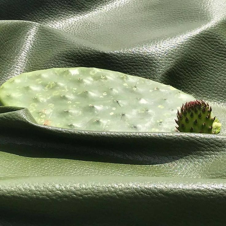 Vegan cactus leather from Mexico_ new favorite for luxury at Lineapelle Milan