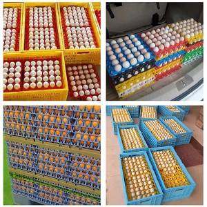 Mga Carton Tray at Egg Tray Plastic at Tray para sa Itlog ng Manok 0489