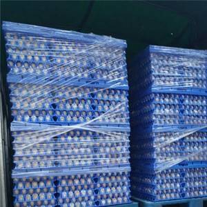 Paquet de safates d'ous de plàstic per al transport i la promoció 0491