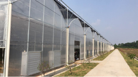 Greenhouse cooling prefer cooling pad and exhaust fan