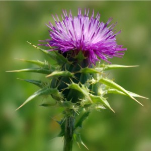 Excellent quality Water Soluble Milk Thistle Extract 40% Silymarin by UV Ep7.5